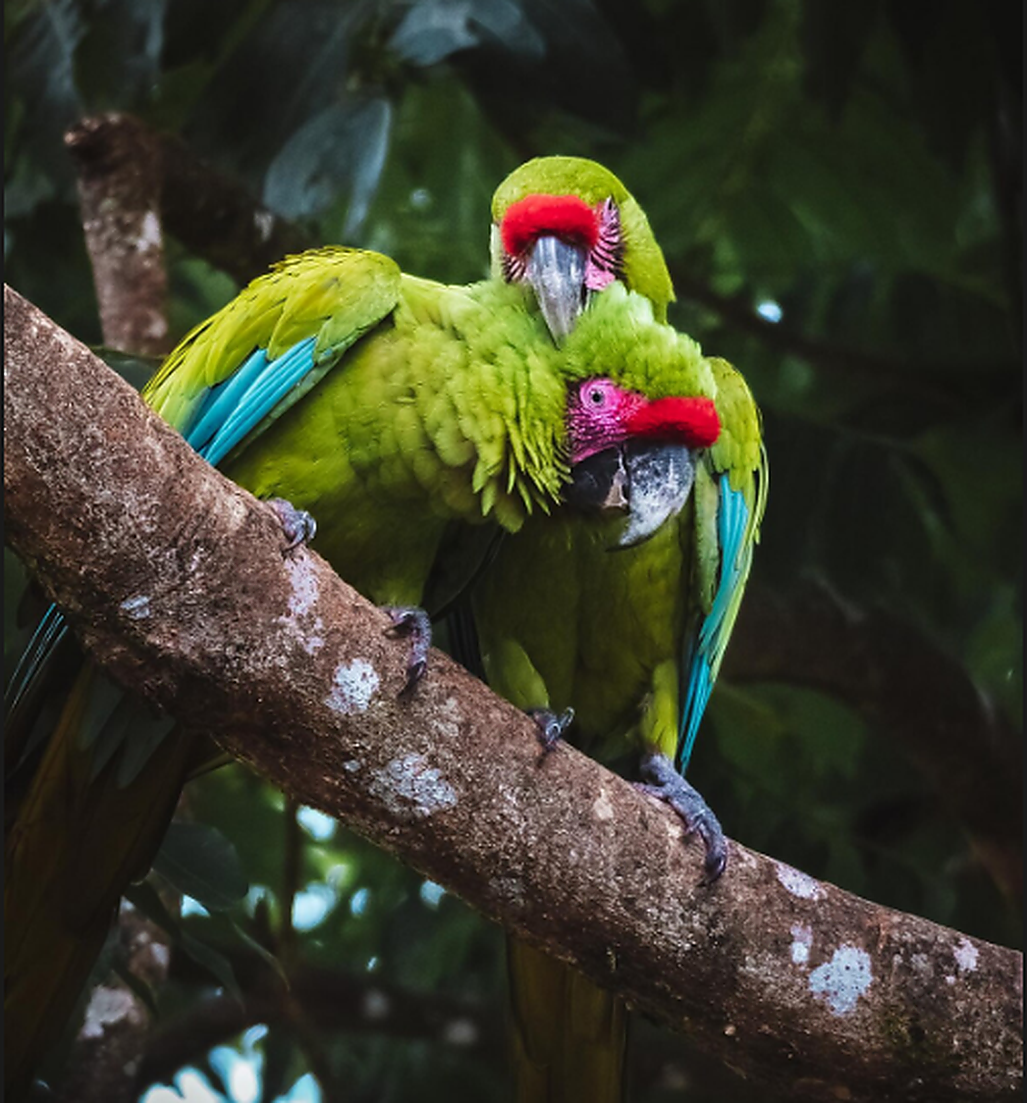 Araras para rações de pássaros e aves