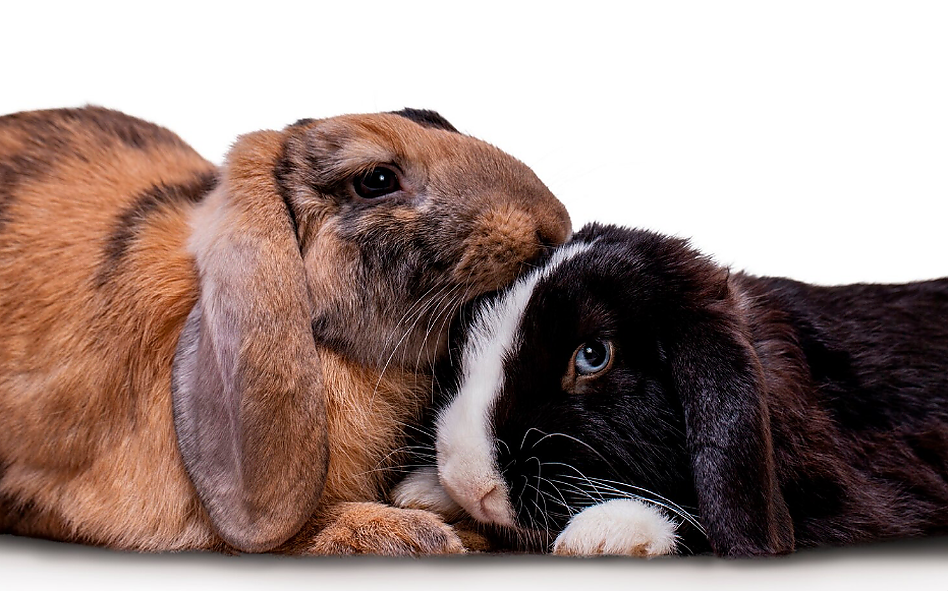 Coelhos para rações e cuidados de pequenos animais