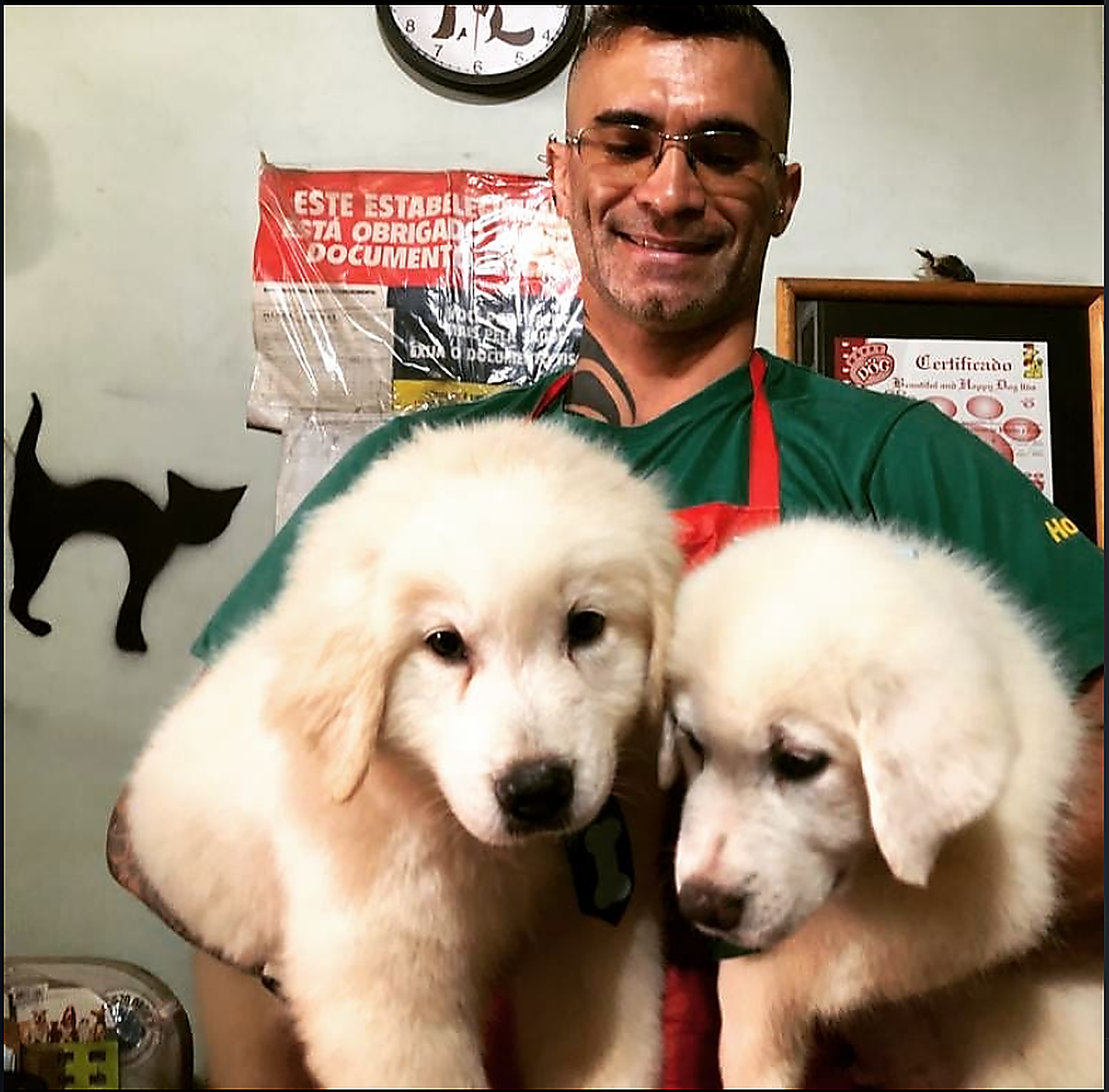 Galeria pet