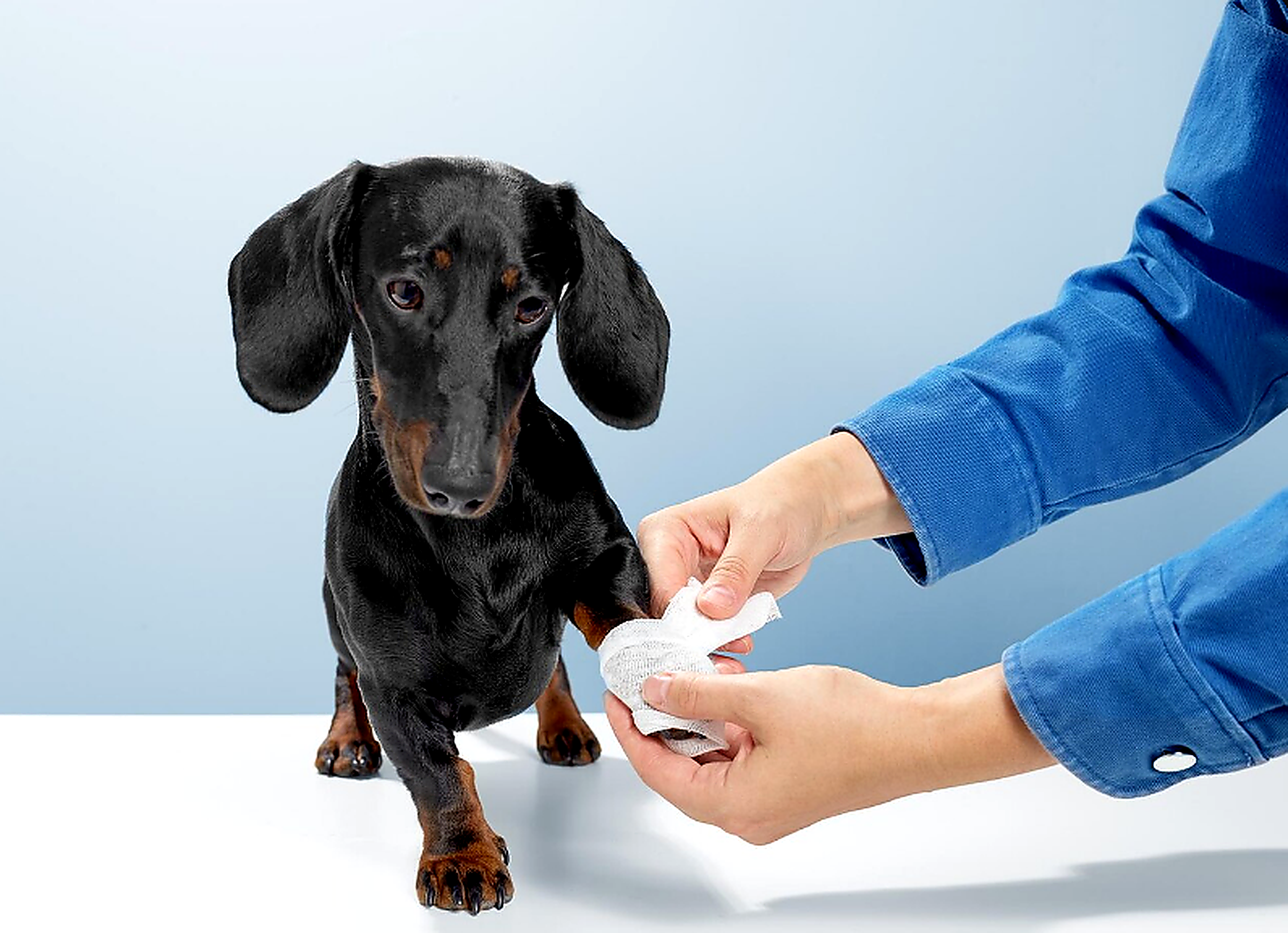Cachorro recebendo cuidado no kit médico pet